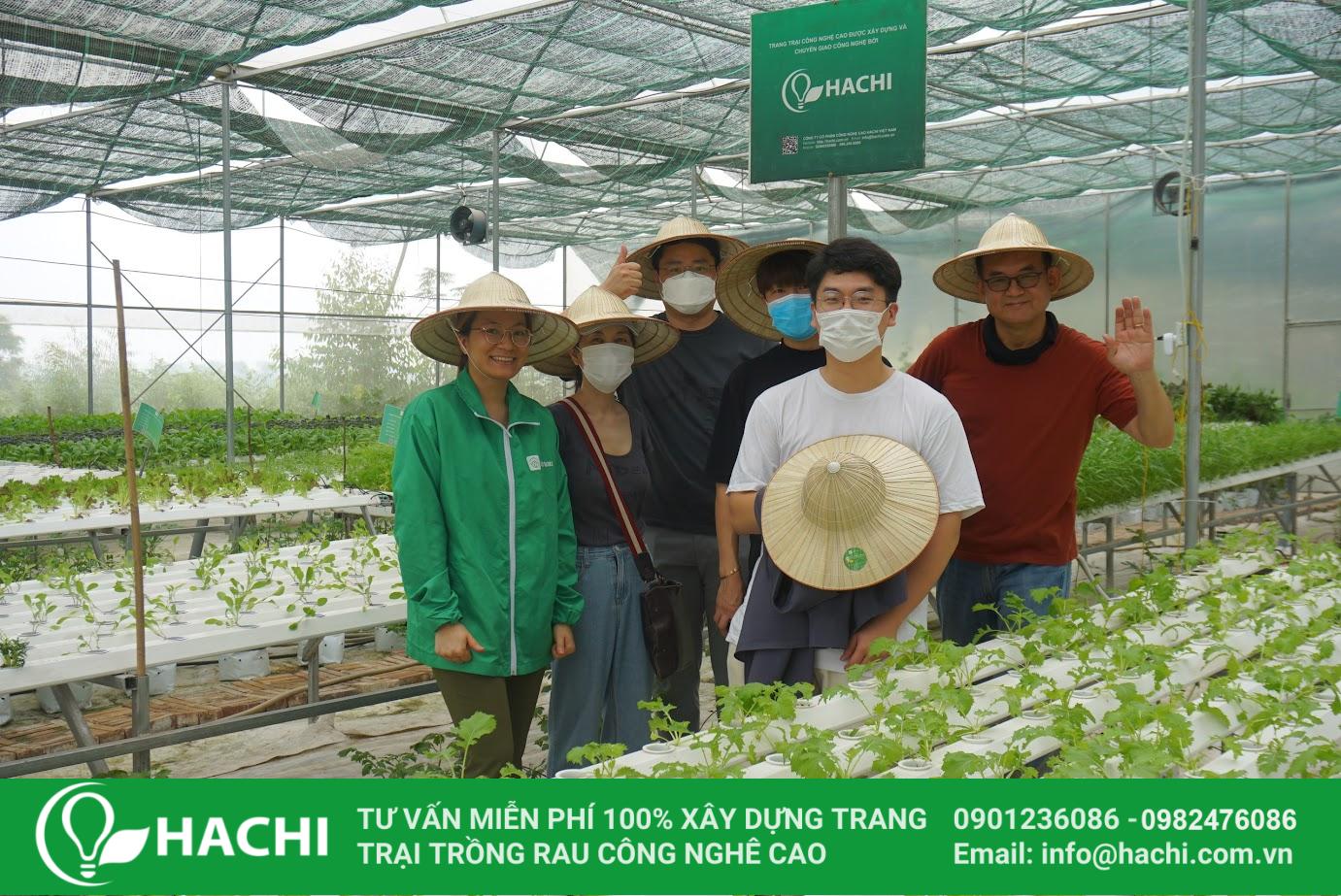 cách tự pha chế dung dịch thủy canh