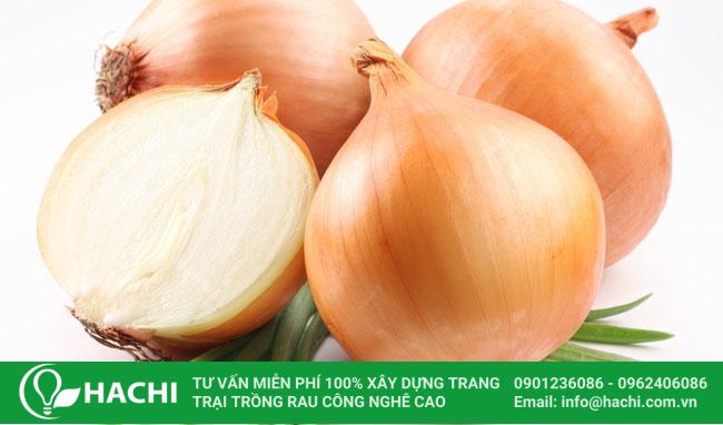 Cách trồng hành tây thủy sinh