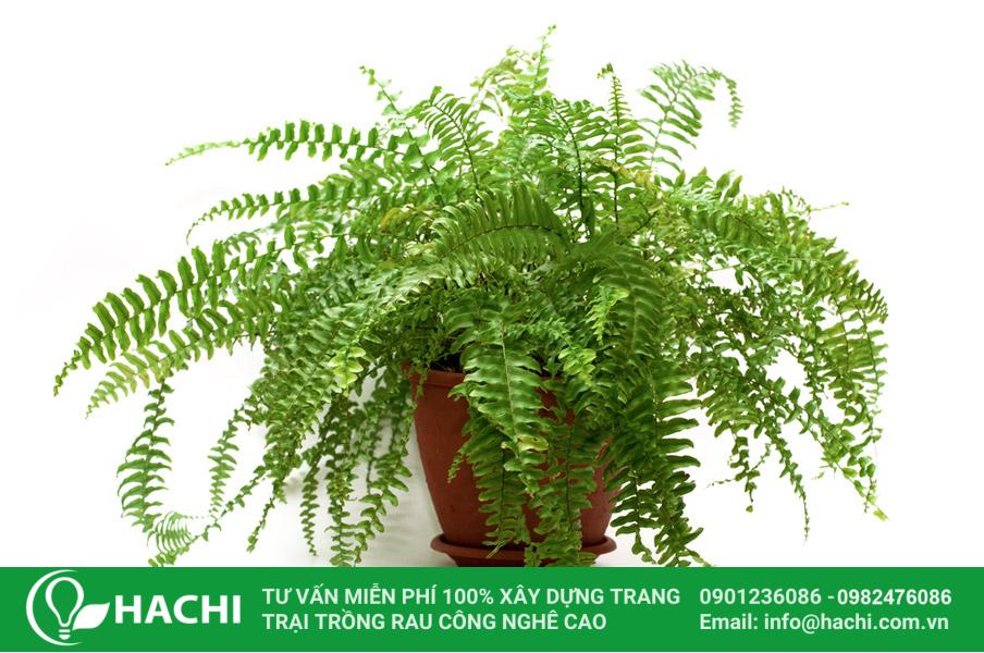 Cây dương xỉ cảnh