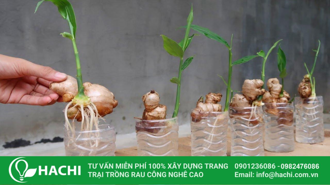 Tìm hiểu về mô hình trồng rau thủy canh kết hợp nuôi cá 11 trồng gừng thủy canh