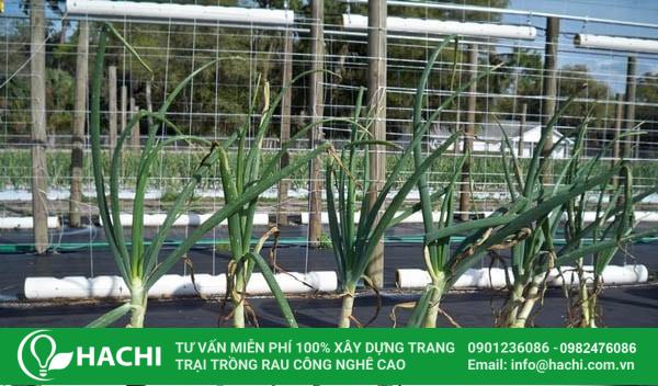 Kĩ thuật trồng hành tây thủy canh