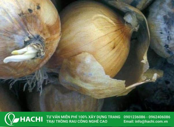 Trồng củ hành tây thủy canh