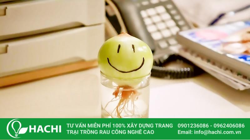 Trồng hành tây thủy canh trang trí