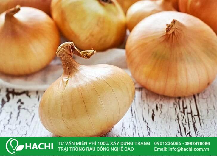 Trồng hành tây thủy canh