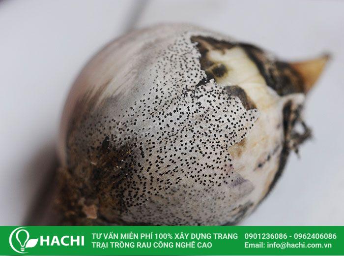 Trồng hành tây thủy sinh