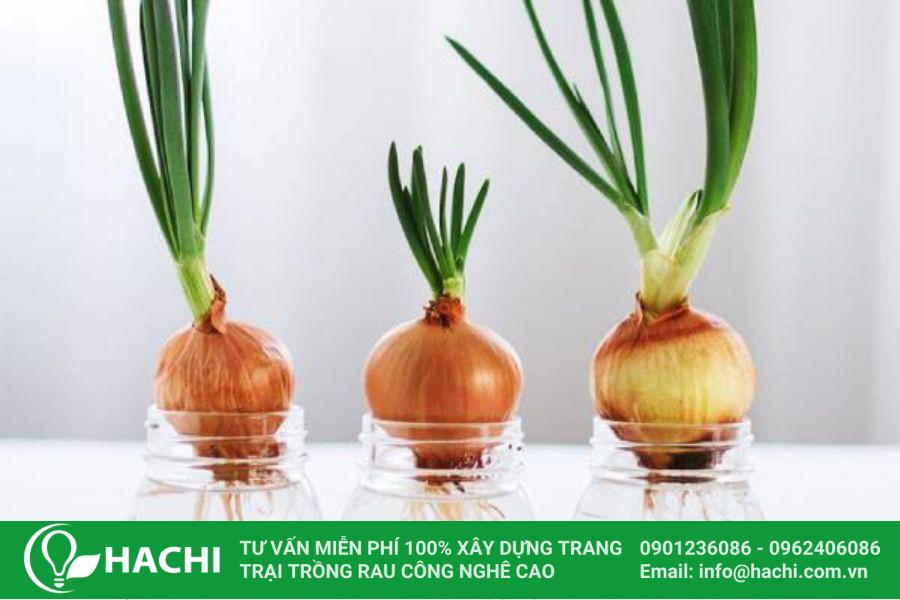 Trồng hành tây thủy sinh rất dễ làm