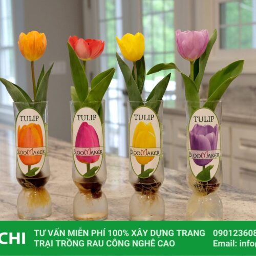 trồng hoa tulip thủy canh