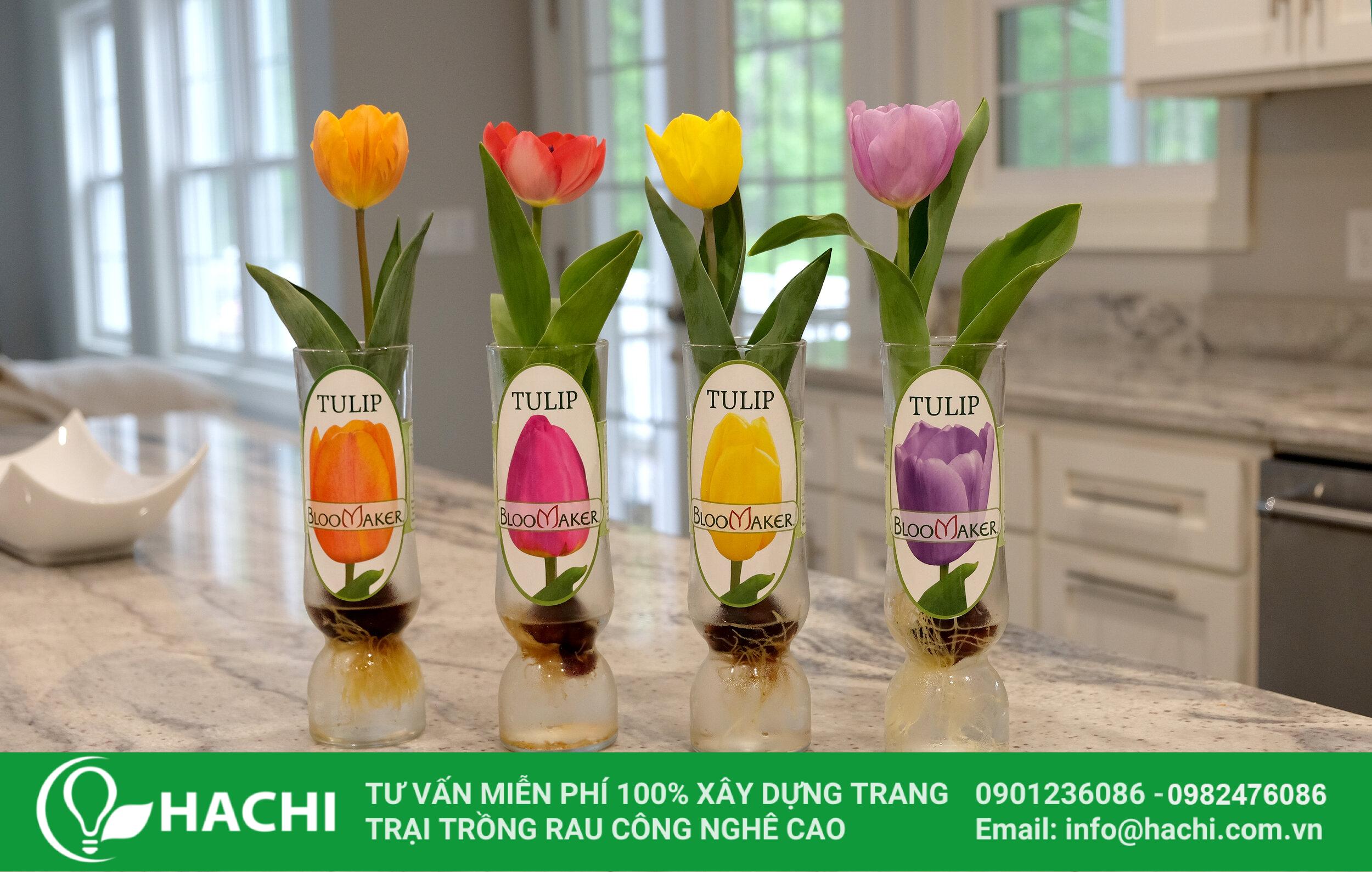 Dinh dưỡng thuỷ canh dạng LỎNG cho HOA 500ML 3 trồng hoa tulip thủy canh