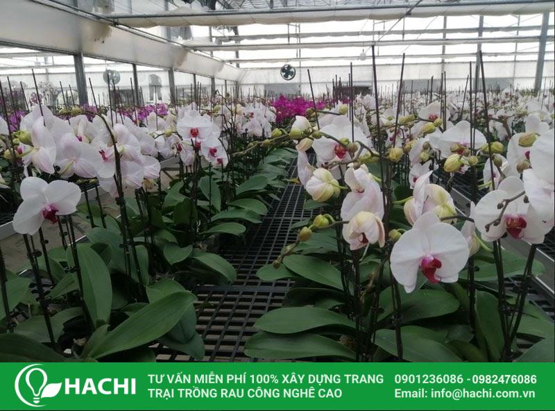 Cách trồng lan thủy canh