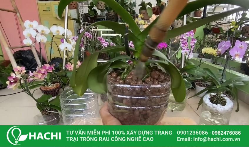 Cách trồng lan thủy canh tại nhà