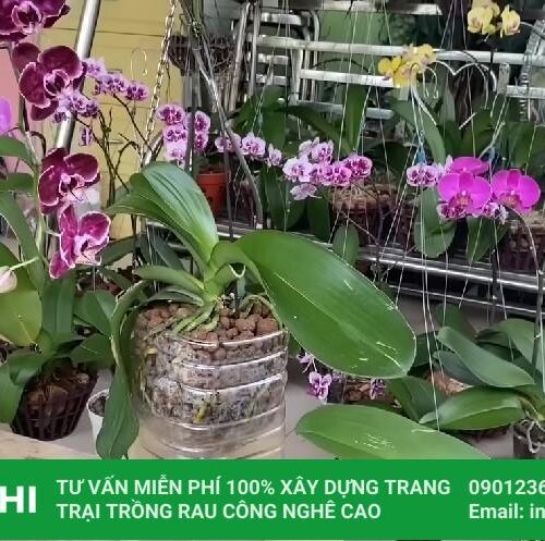 Dinh dưỡng thuỷ canh dạng LỎNG cho HOA 500ML 10 Trồng hoa lan thủy sinh tại nhà