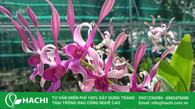 Trồng lan thủy canh