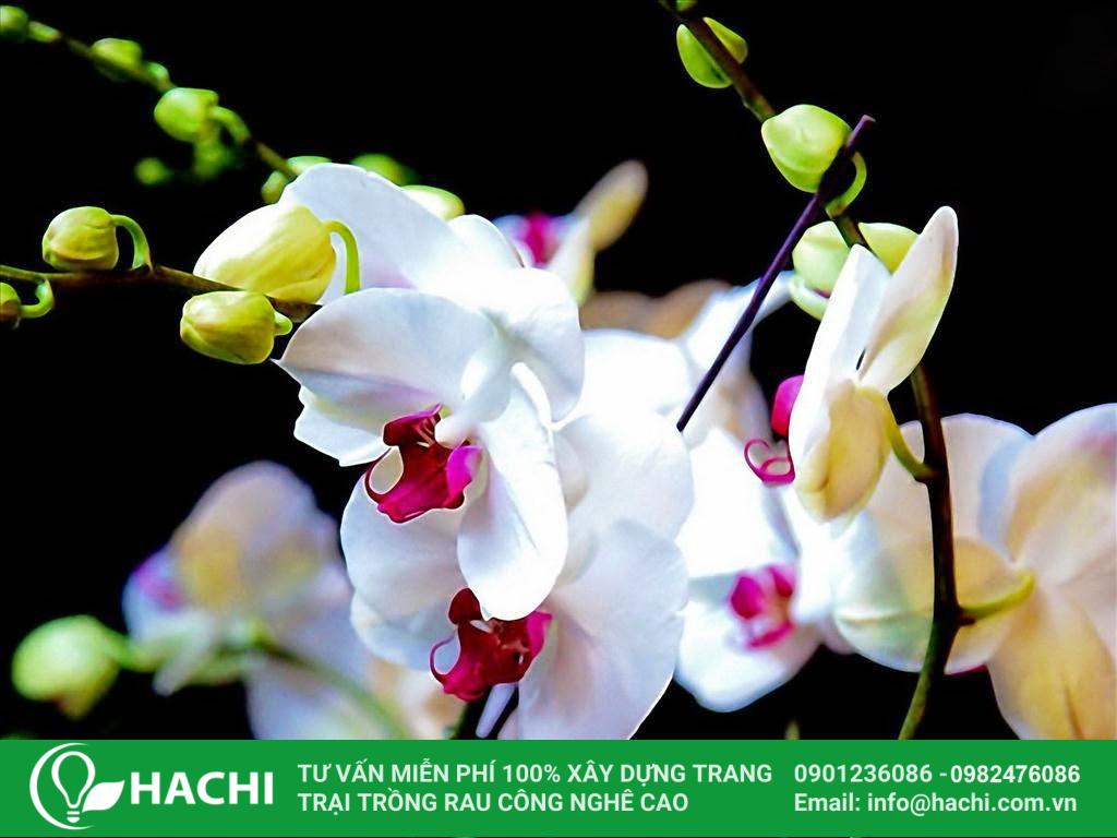 Trồng lan thủy canh