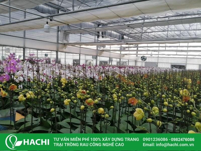 Kinh doanh trồng hoa lan thủy canh