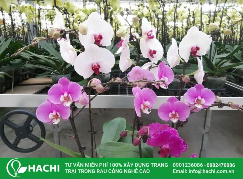 Kinh doanh trồng hoa lan thủy canh