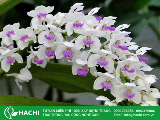 2 Cách trồng hoa Ly thủy canh đơn giản hiệu quả năng suất nhất 13 Cách trồng hoa lan thủy canh