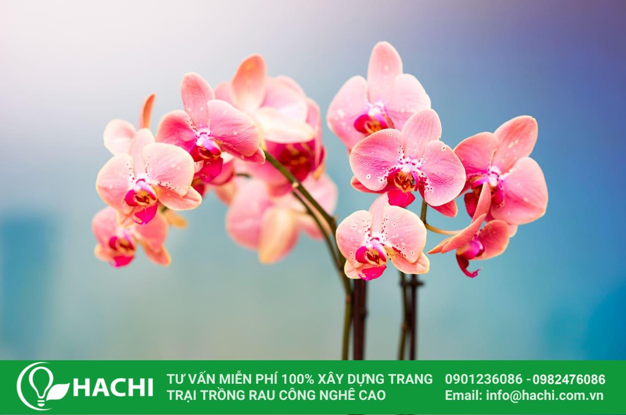 Trồng Lan thủy canh