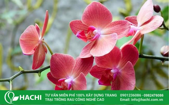 2 Cách trồng hoa Ly thủy canh đơn giản hiệu quả năng suất nhất 14 trong lan thuy canh 6