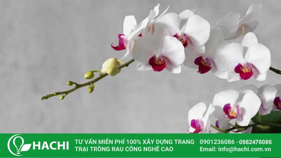 Trồng lan thủy canh