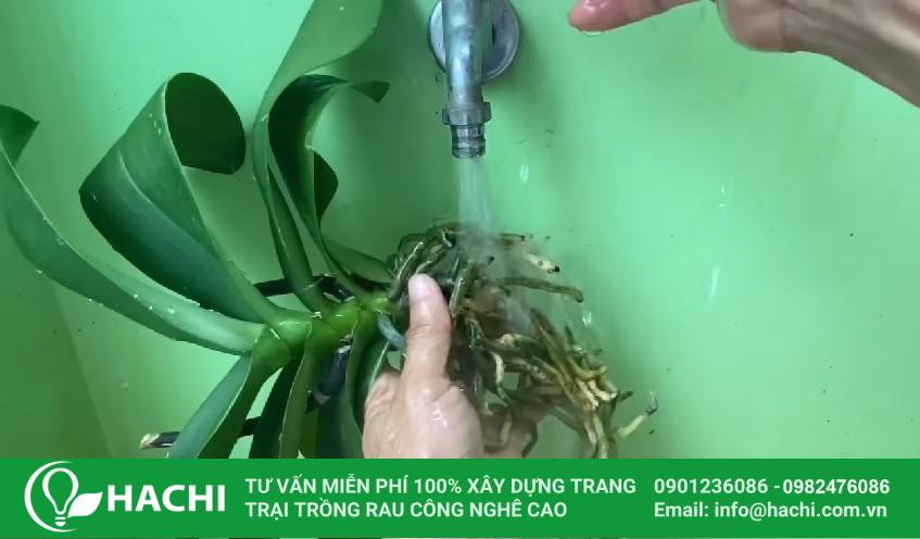 Cách trồng lan thủy canh tại nhà