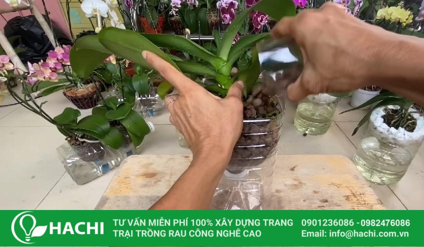 Trồng lan thủy canh