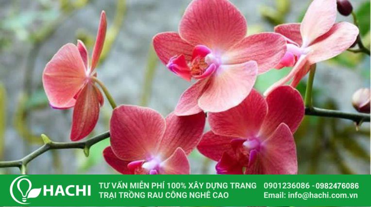 Trồng lan thủy canh