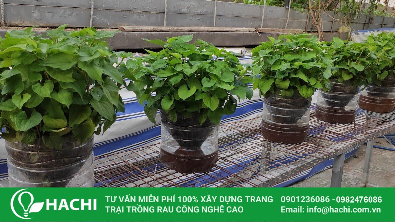 trồng rau riếp cá thủy canh