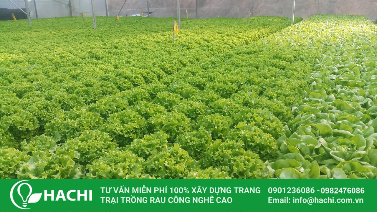 trồng rau xà lách thủy canh