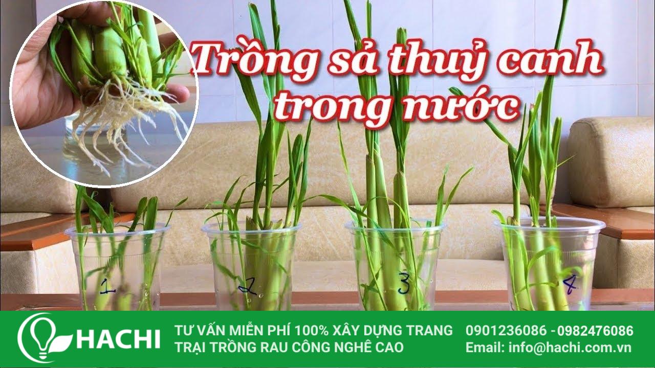 trồng sả thủy canh