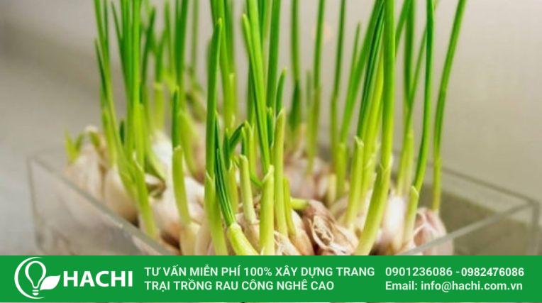 Trồng tỏi thủy canh