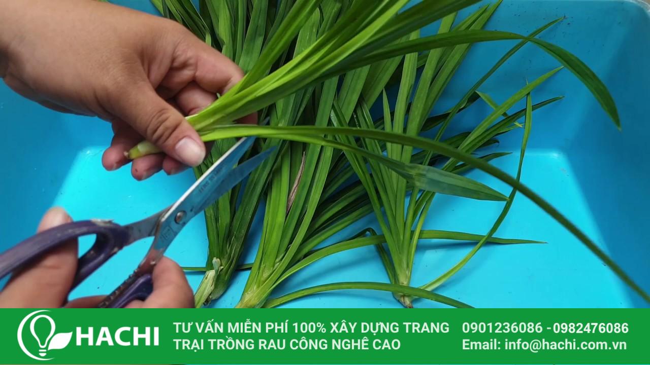 Hướng dẫn cách tỉa lá khi trồng cây lá dứa thủy canh