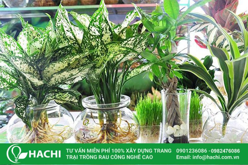 Trồng lá dứa thủy sinh đúng cách