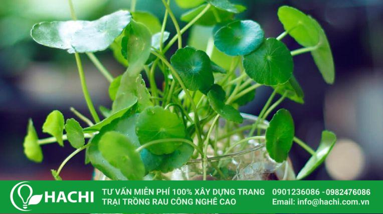 cach trong co dong tien thuy sinh thumb