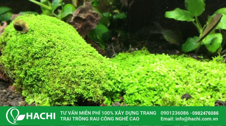 Cách trồng hạt giống thủy sinh