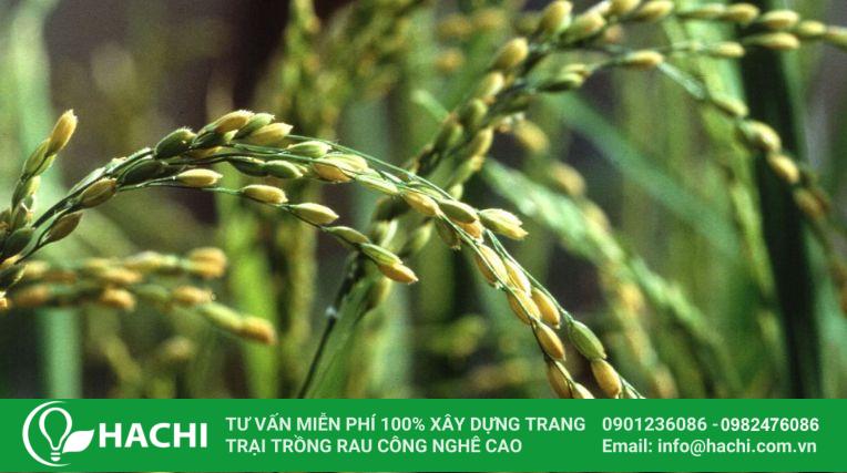 Cách trồng lúa thủy canh