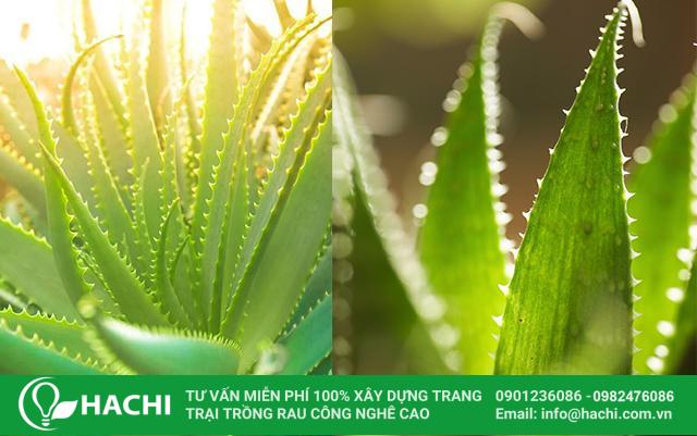 Cách trồng nha đam thủy sinh
