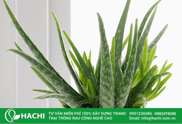 Cách trồng nha đam thủy sinh