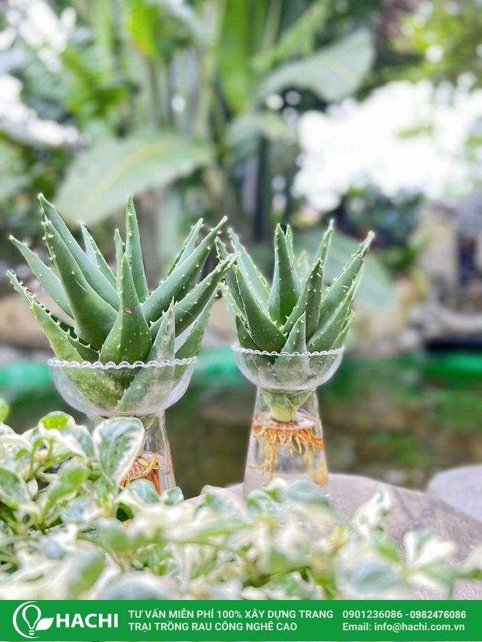 Cách trồng nha đam thủy canh