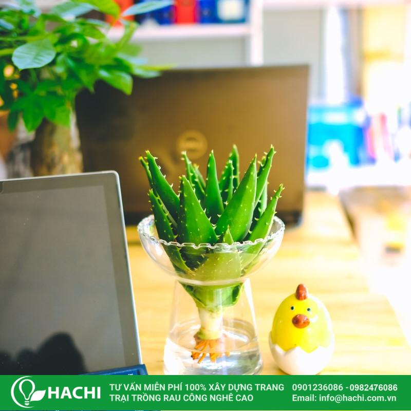 Cách trồng nha đam thủy canh tại nhà