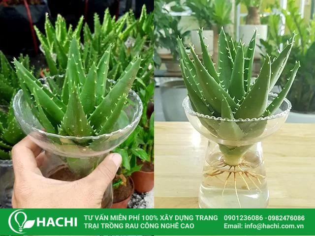 Cách trồng nha đam thủy sinh