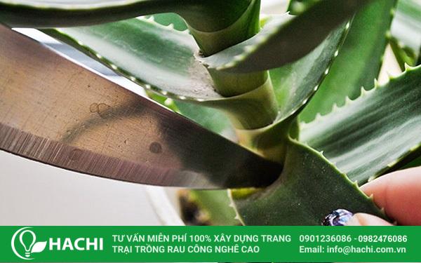 trồng nha đam thủy canh