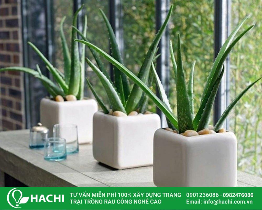 Cách trồng nha đam thủy canh