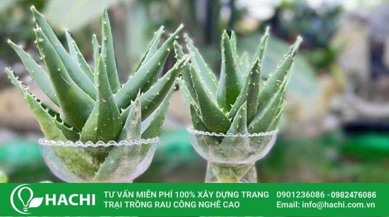 Cách trồng nha đam thủy canh