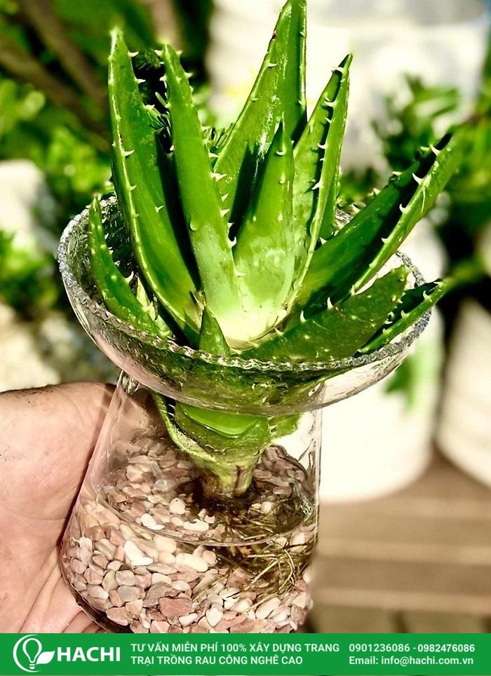 Cách trồng nha đam thủy canh tại nhà