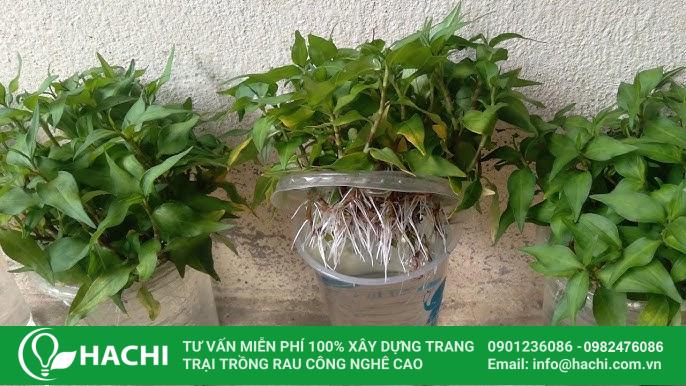 Cách trồng trầu bà thủy canh xanh mướt hiệu quả nhất 15 cách trồng rau răm thủy canh bằng trai nữa