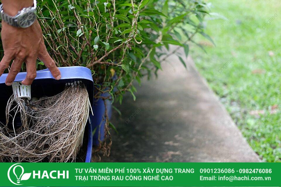 Cách trồng trầu bà thủy canh xanh mướt hiệu quả nhất 14 cách trồng rau răm thủy canh trong thùng xốp