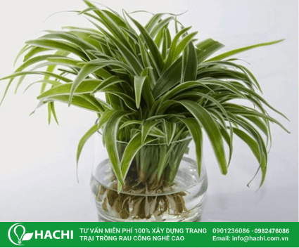 Cách trồng cây lá dứa thủy canh để cây khỏe mạnh