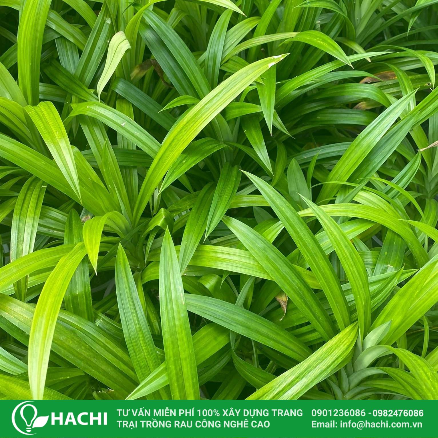 Trang trí cây lá dứa trồng thủy sinh trong nhà
