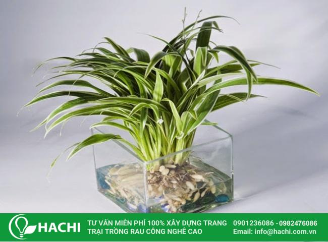 Lưu ý khi trồng cây lá dứa trong nước