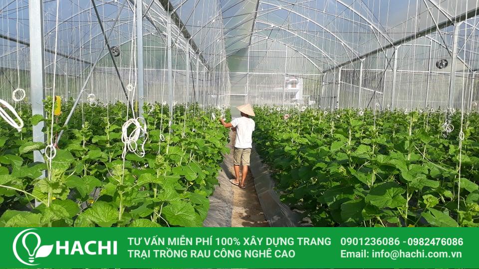 Chi phí trồng rau thủy canh 10002